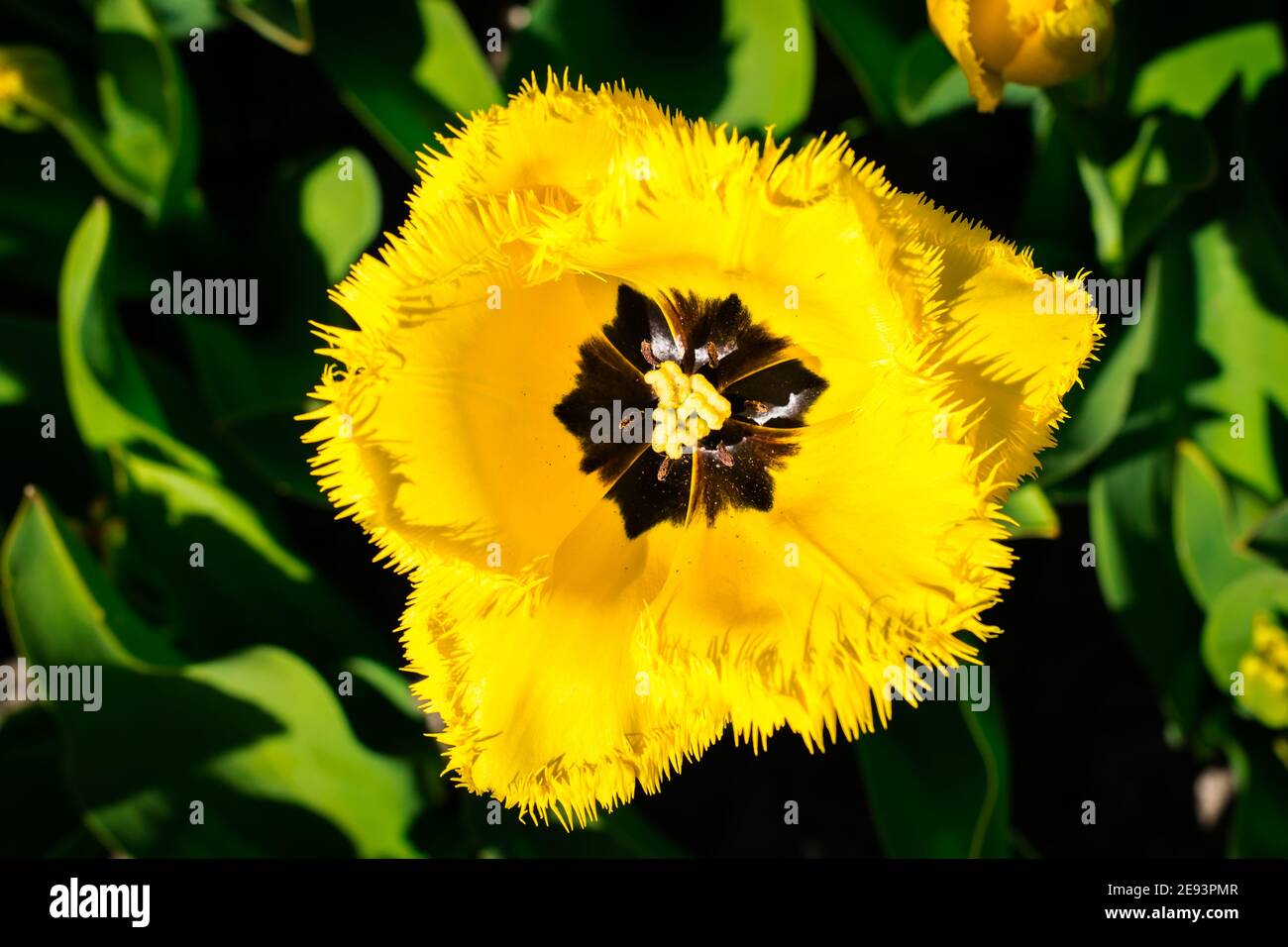 Plusieurs tulipes dans un jardin au printemps Banque D'Images