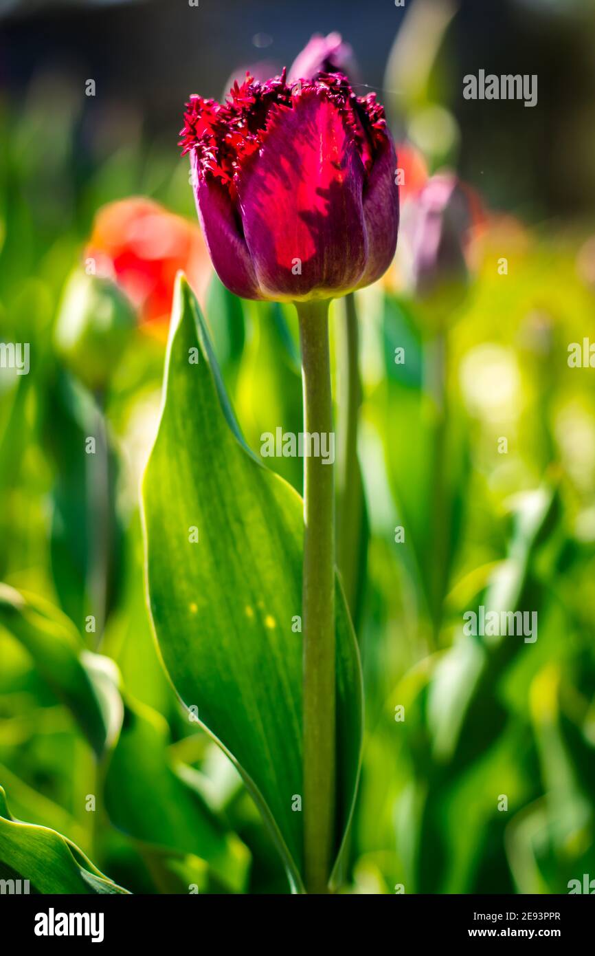 Plusieurs tulipes dans un jardin au printemps Banque D'Images
