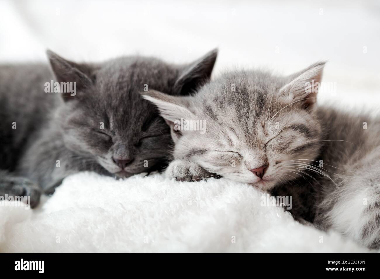 Couple Joyeux Chatons Sommeil Detendez Vous Ensemble Famille Chaton Amoureux Nez De Chat Adorable Pour La Saint Valentin Confortable Animal Domestique Dormant Confortablement Photo Stock Alamy Couple Joyeux Chatons Sommeil Detendez Vous Ensemble Famille Chaton Amoureux Nez De Chat Adorable Pour La Saint Valentin Confortable Animal Domestique Dormant Confortablement Photo Stock Alamy