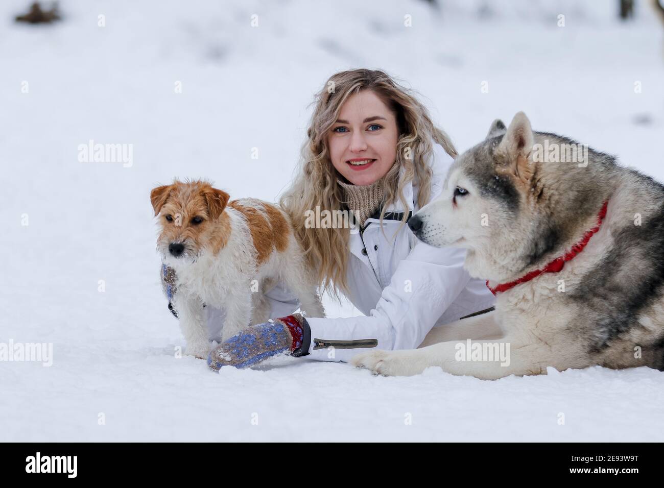 La jeune fille se promette sur un traîneau avec des huskies sibériennes dans la forêt d'hiver. Animaux de compagnie. Husky. Poster d'art Husky, impression Husky, Banque D'Images