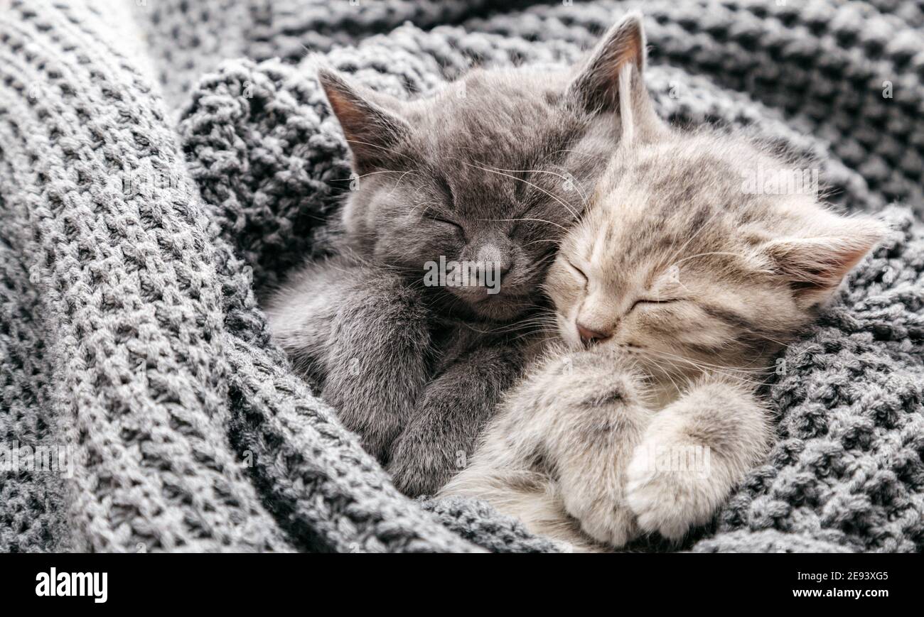 Couple Chatons Adorables Dormant Sur Une Couverture Tricotee Grise Douce Les Chats Se Reposent Sur Le Lit Et Ont De Beaux Reves Feline Amour Amitie Le Jour De La Saint Valentin Photo Stock