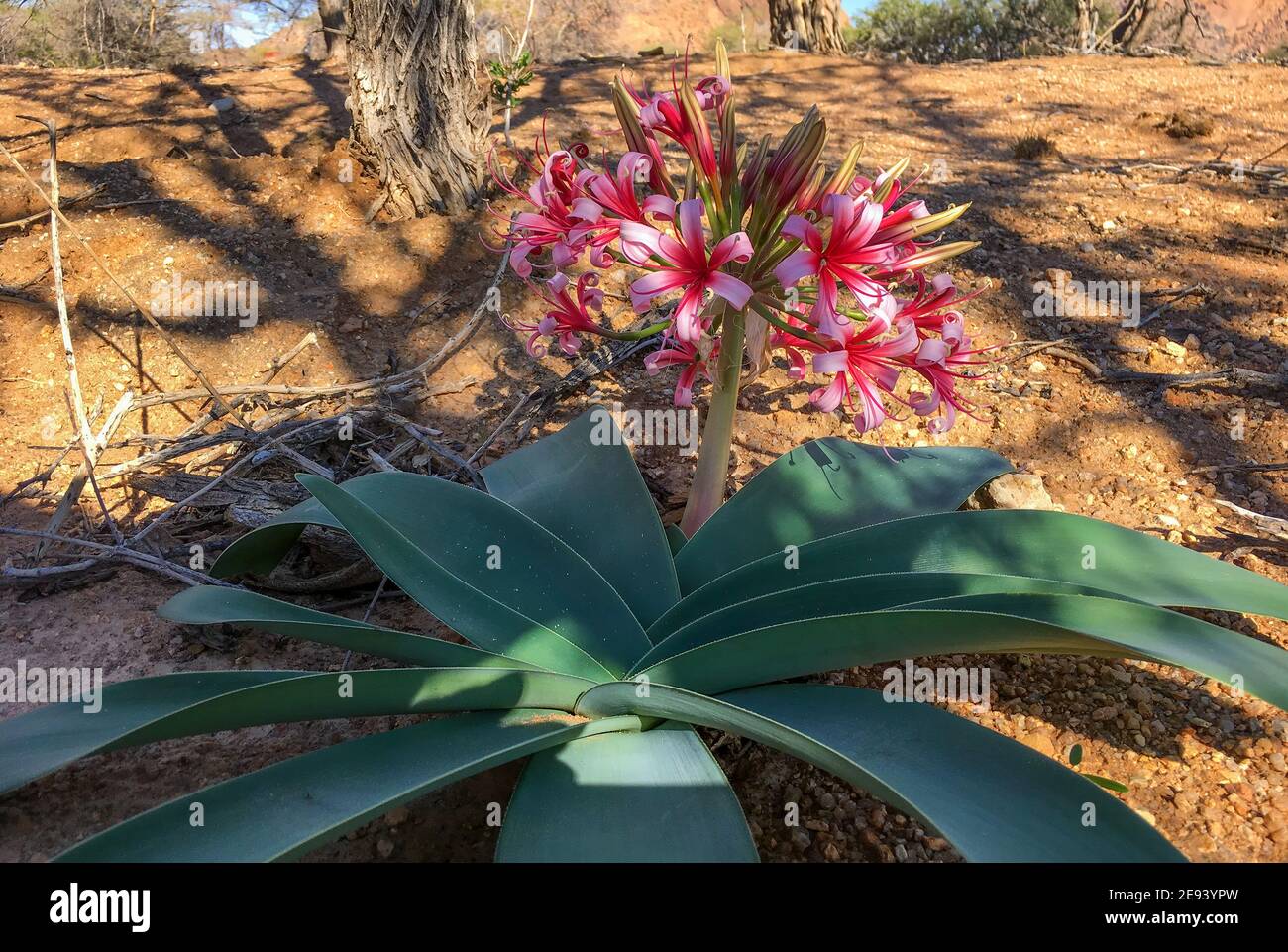 Karoo Lily - Ammocharis coranica, belle grande fleur des déserts et buissons d'Afrique du Sud-Ouest, Spitzkoppe, Namibie. Banque D'Images