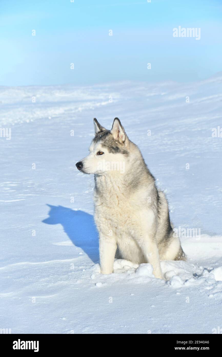 Chien Aux Yeux Bleus Banque D Image Et Photos Alamy