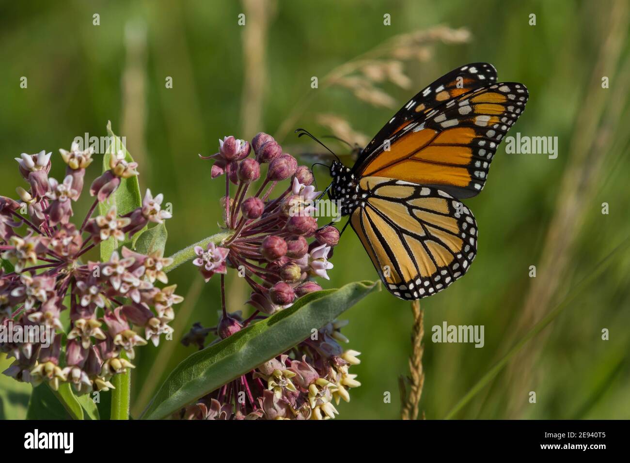 Un monarque papillon se nourrit du nectar d'une fleur de laitoued commune. Banque D'Images