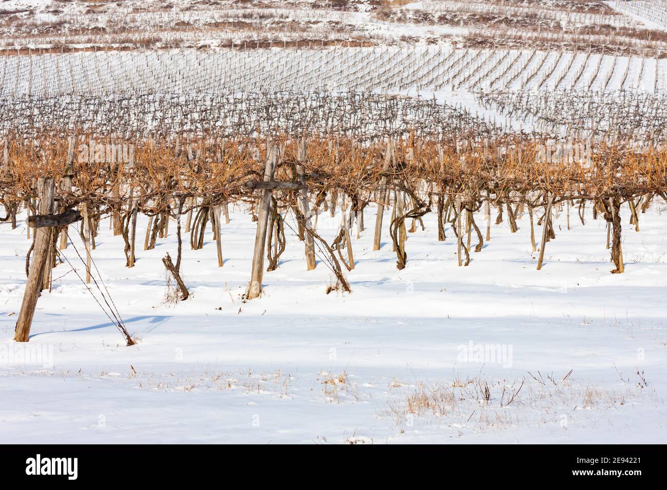 Vignes près de Sarospatak, région de Tokaj Hongrie Banque D'Images