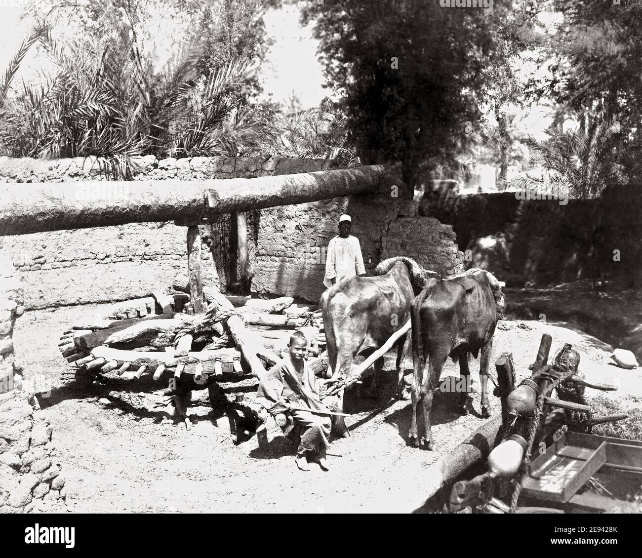 Photographie de la fin du XIXe siècle - pompe à eau à Bullock, roue à eau, irrigation, Égypte Banque D'Images