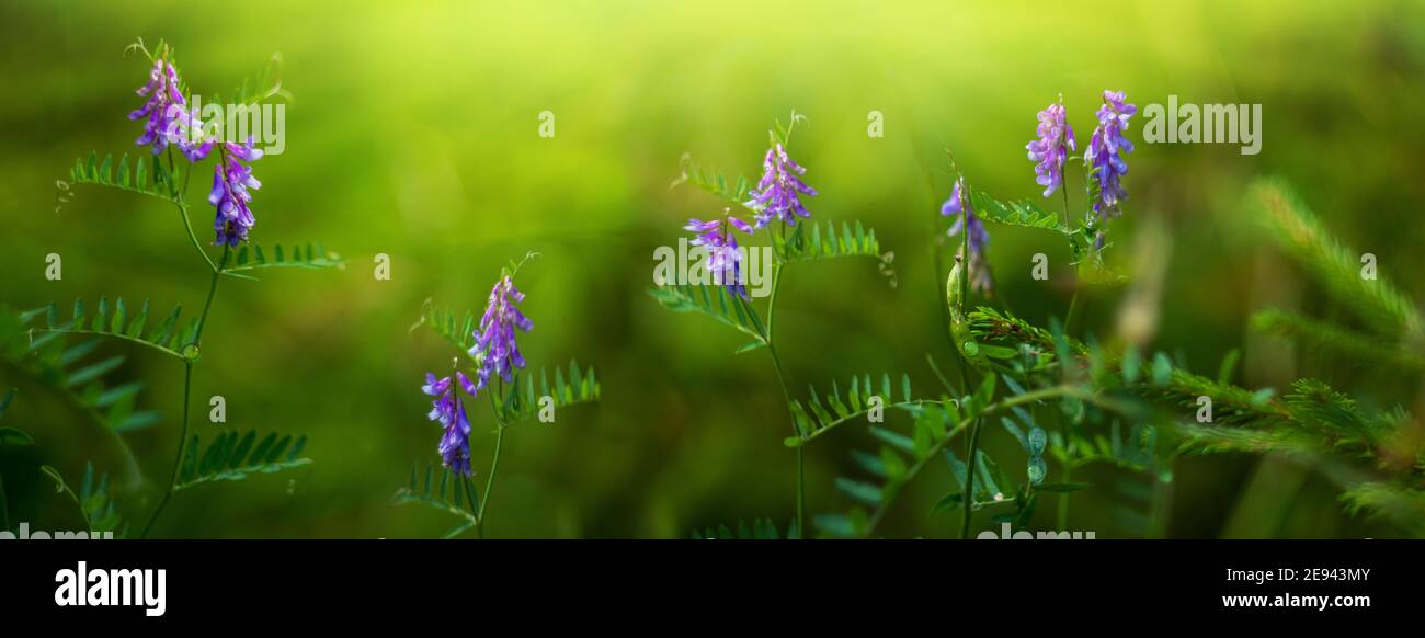 Souris à pois vert fleur fond. Paysage avec fleurs violettes soir rayons de soleil lumineux. Longue bannière hd Banque D'Images
