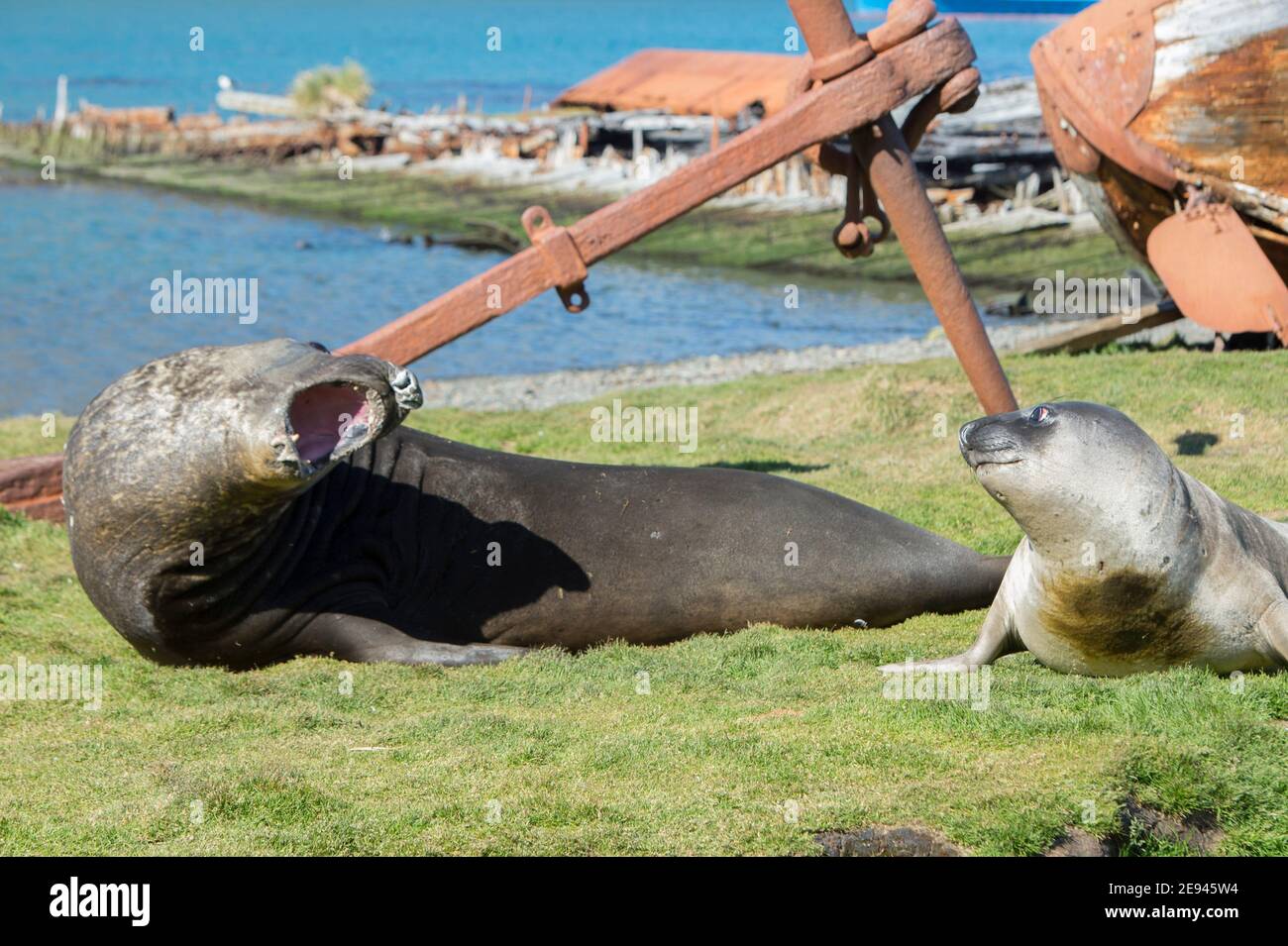 phoques du sud à grytviken, géorgie du sud Banque D'Images