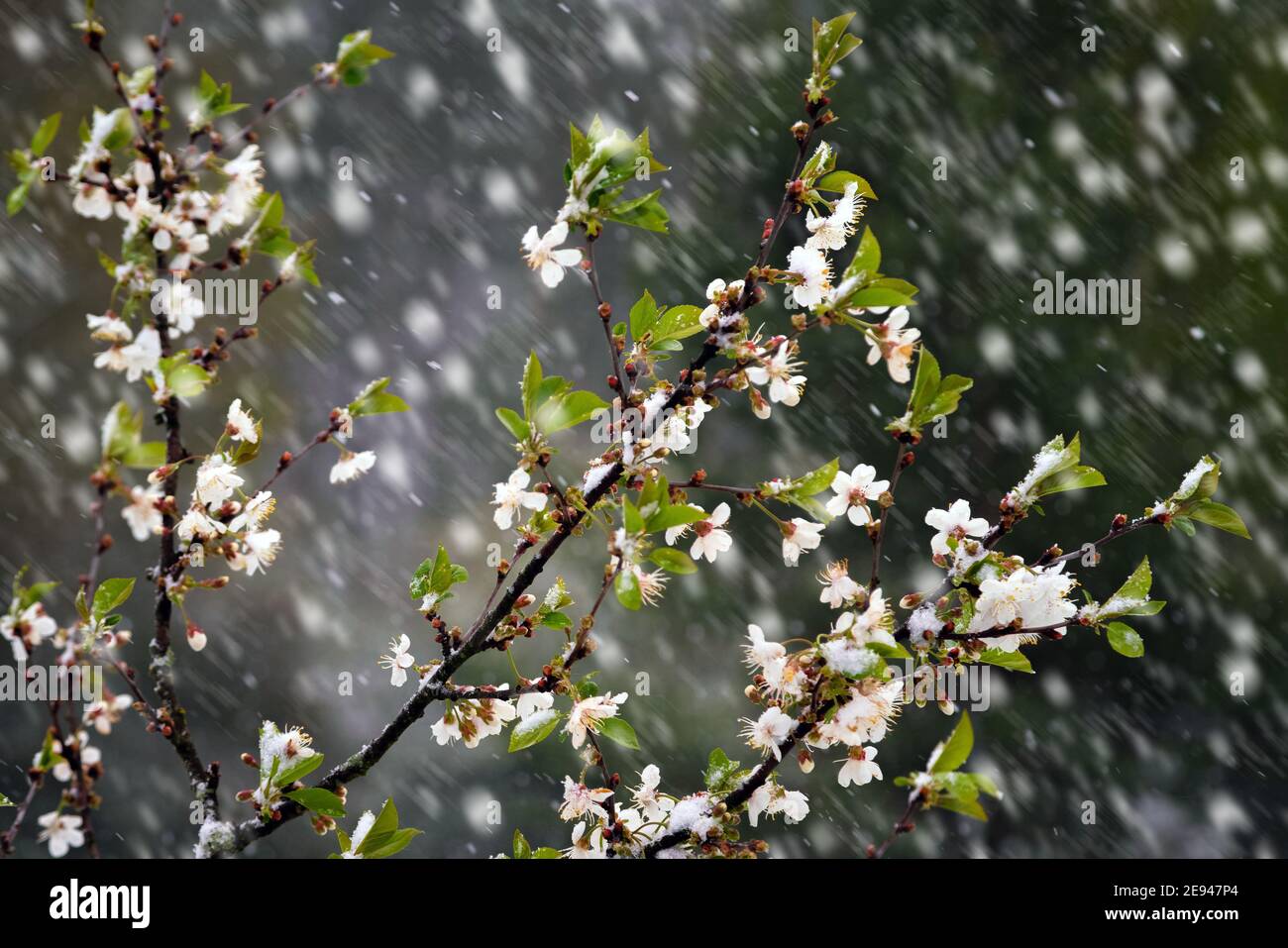 Les pomiers fleurissent dans la neige lors d'une chute de neige inattendue au printemps. Fleurs qui gèlent sous la neige blanche dans le jardin. Banque D'Images