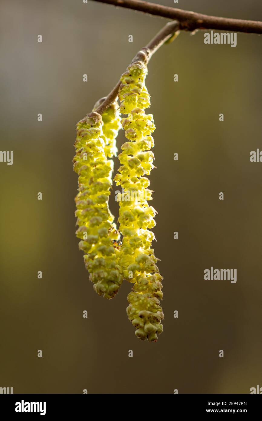 Hazel catkins (Corylus avellana) en février, fin de l'hiver, Royaume-Uni. Banque D'Images