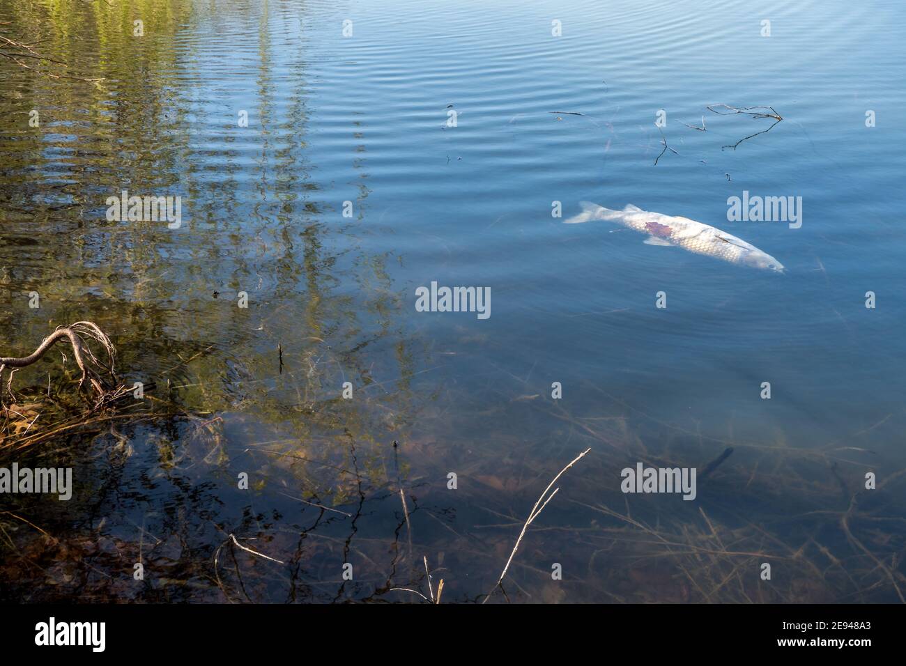 Les poissons morts flottent à la surface de l'eau dans ce canal pollué Banque D'Images