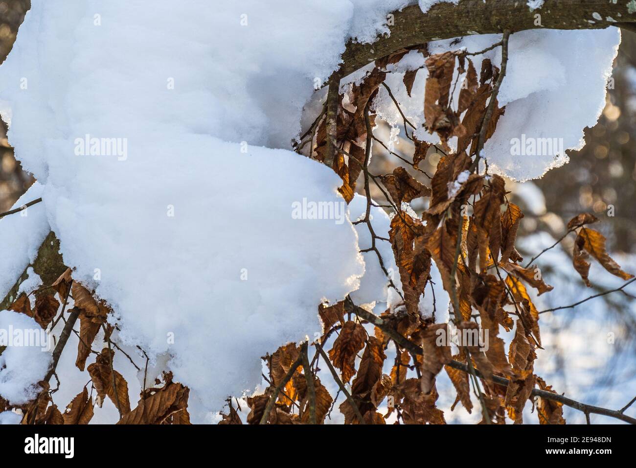 Feuilles de chêne surgelées sur une branche arrosées de neige à Hiver Banque D'Images