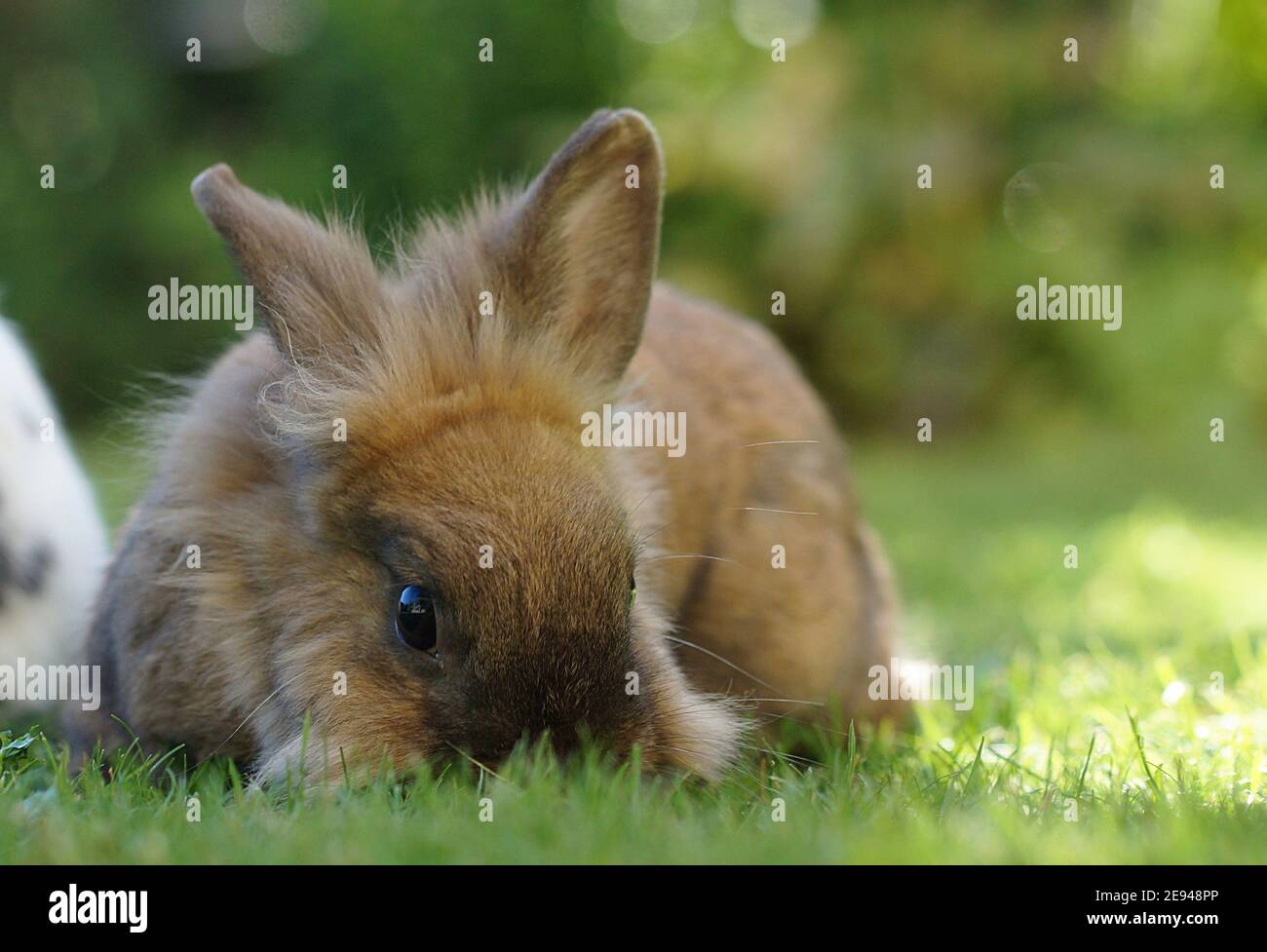 lapin nain de lionhead brun moelleux sur herbe fourmilleuse Banque D'Images