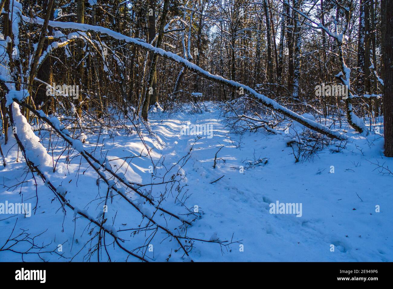 Route d'hiver dans la neige dans une forêt de pins feuillus Banque D'Images