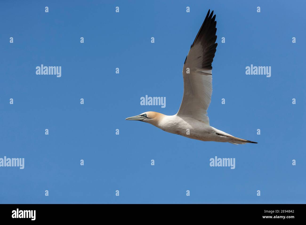 Gannet (Morus bassanus) en vol, Bass Rock, Firth of Forth, Écosse, Royaume-Uni Banque D'Images