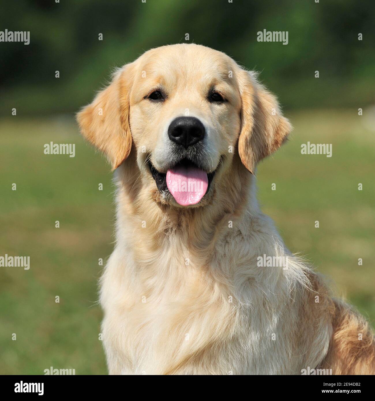 Golden Retriever dog Banque D'Images