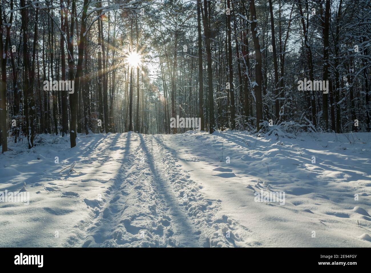 Une route enneigée dans la forêt et le soleil entre le arbres Banque D'Images