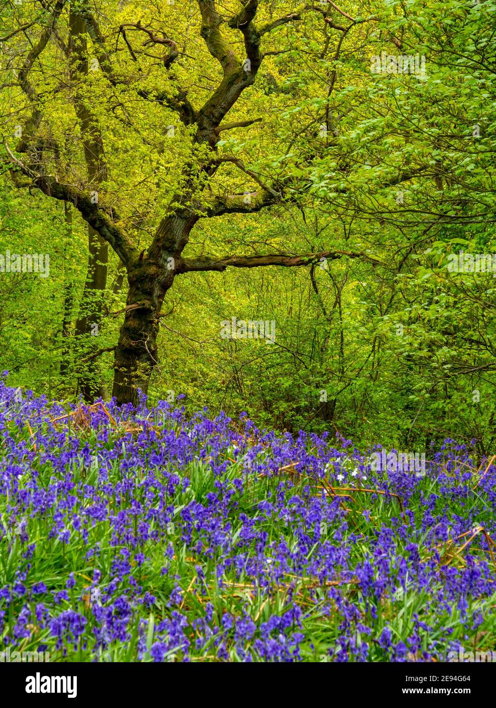 Des cloches et des arbres au printemps à Bow Wood près de Lea Dans le Derbyshire Peak District Angleterre Royaume-Uni Banque D'Images