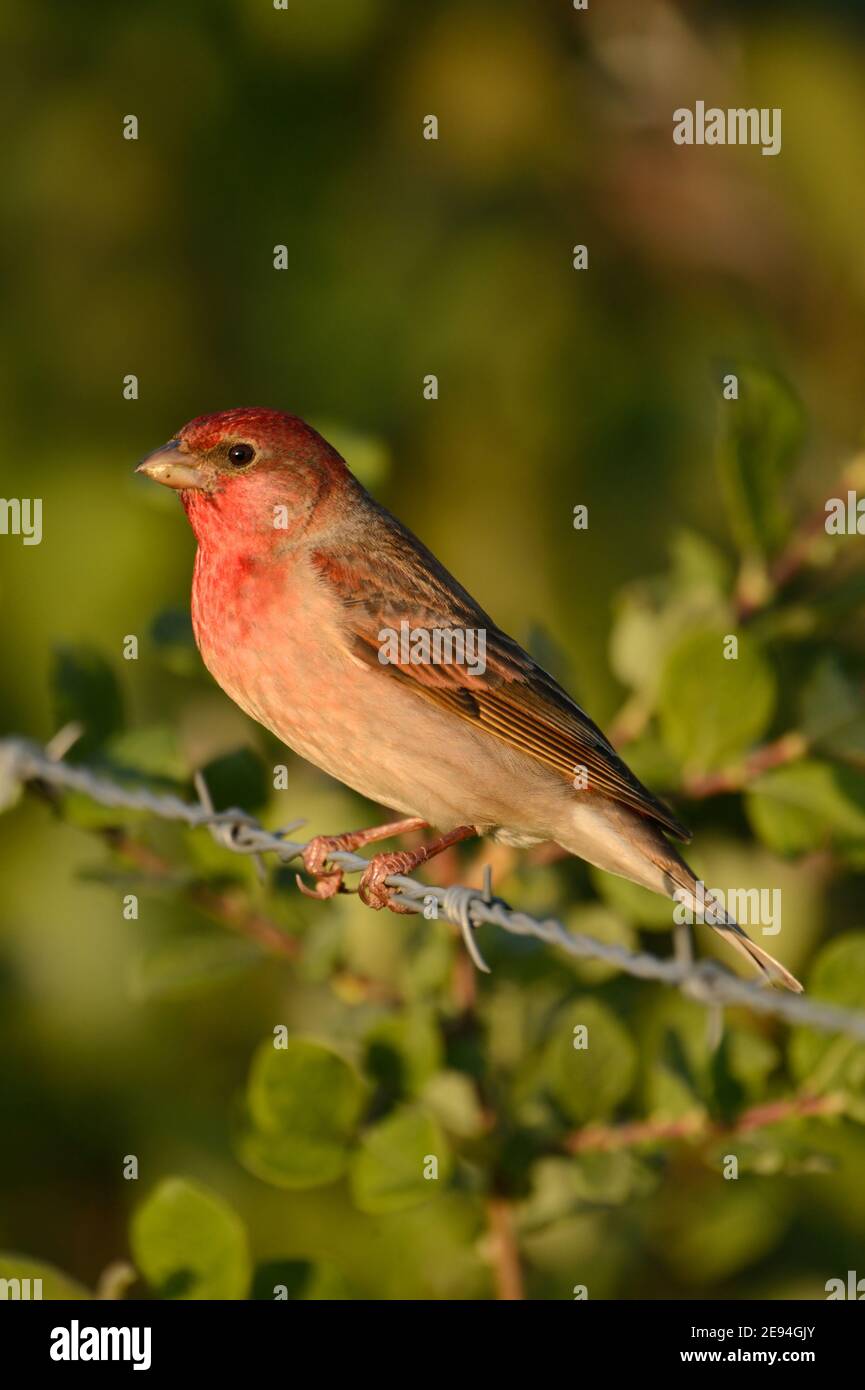 Rosefinch commun ( Carpodacus erythrinus ), homme, en robe de reproduction, perché au bord de l'aune sur barbelés, faune, Europe. Banque D'Images