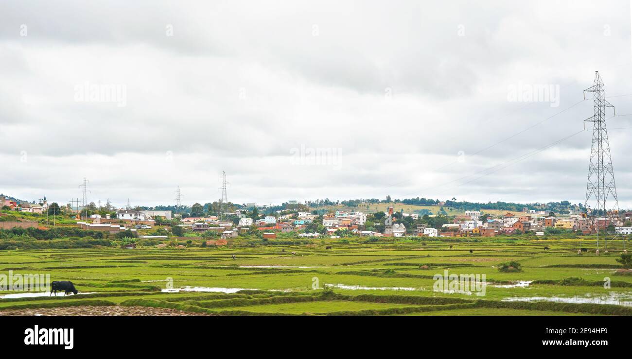 Paysage typique de Madagascar par jour couvert nuageux - bétail de zébu paître près des champs de riz humides en premier plan, maisons sur les petites collines d'Antananarivo Banque D'Images