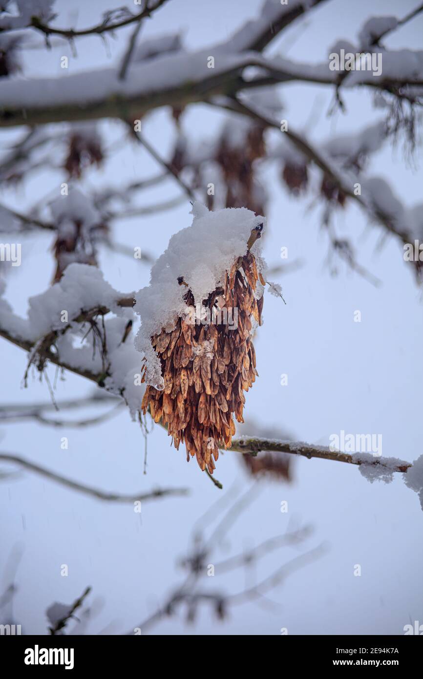 Graines d'arbre accrochées à un arbre recouvert de neige. Banque D'Images