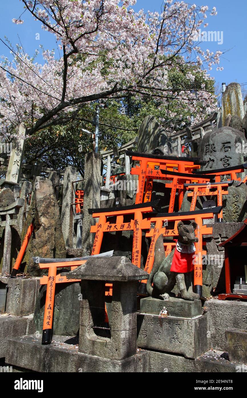 KYOTO, JAPON - 18 AVRIL 2012 : le printemps, les cerisiers en fleurs se trouvent dans un lieu sacré, le temple de la Taisha Fushimi-Inari, à Kyoto, au Japon. Le temple principal d'Inari était f Banque D'Images