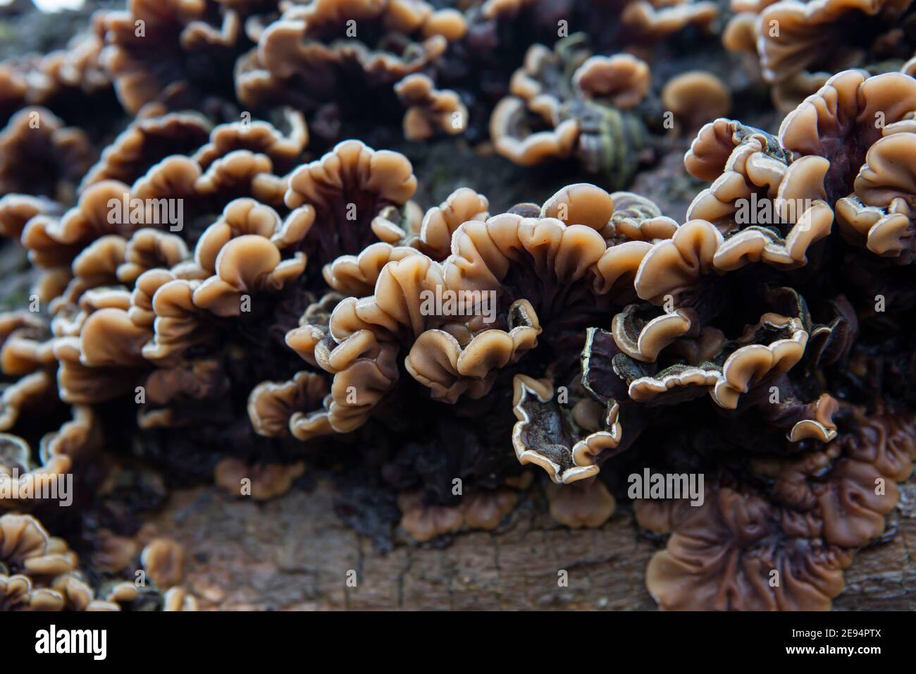 Champignons sauvages poussant sur un arbre mort Banque D'Images