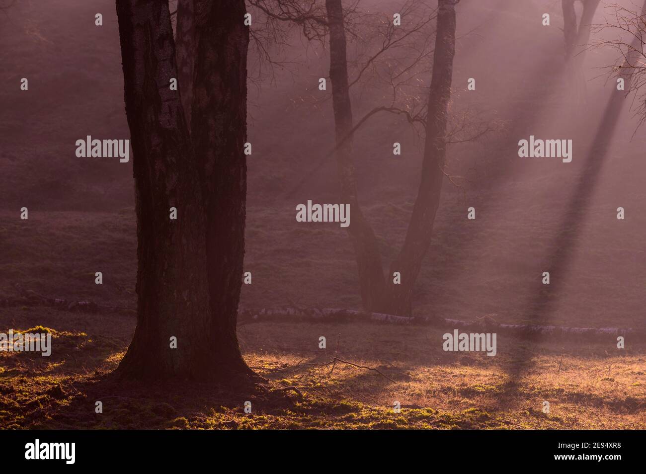 Rayons de soleil et brouillard avec les bouleaux Banque D'Images