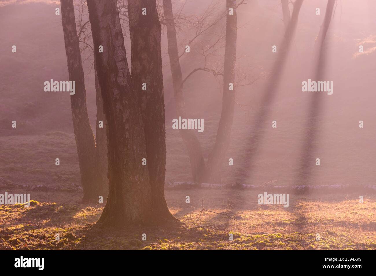 Rayons de soleil et brouillard avec les bouleaux Banque D'Images