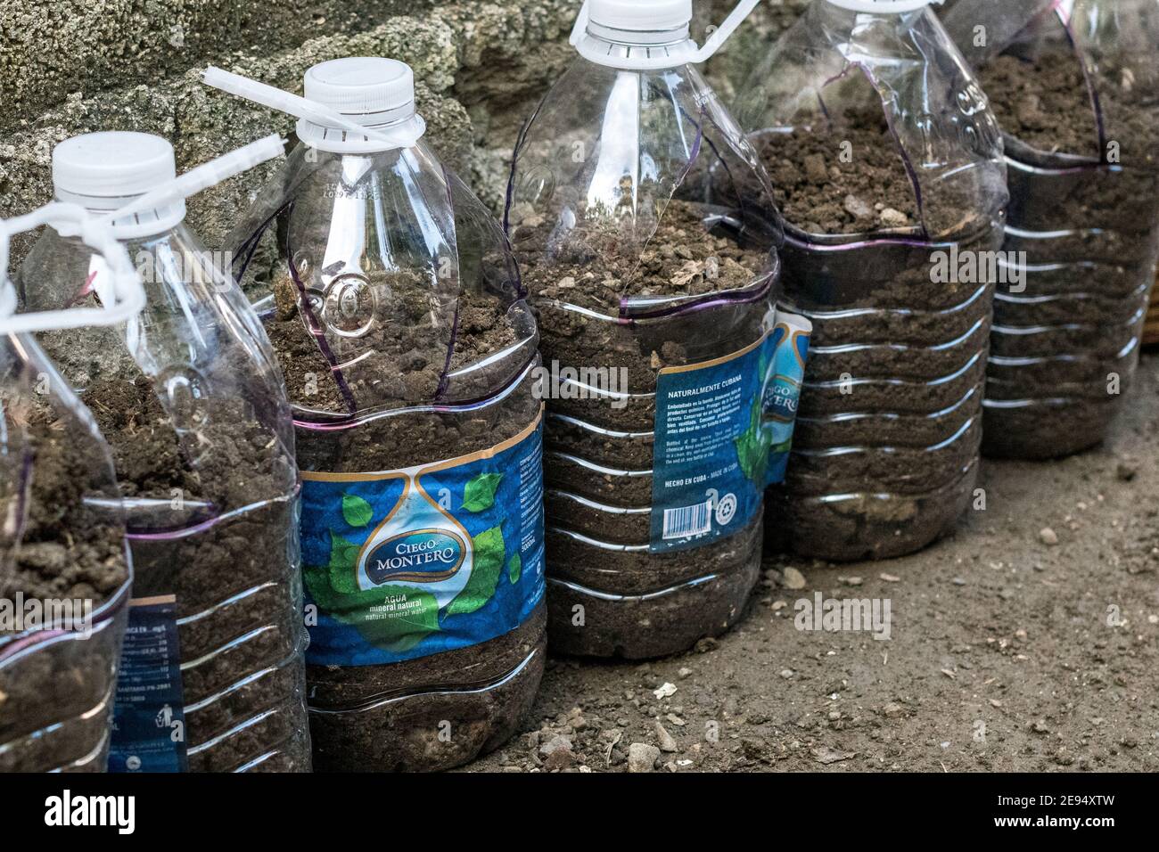Bouteilles en plastique préparées pour la plantation de tomates dans de petits espaces urbains comme les maisons. Fait partie de la campagne 'Siembra Tu Pedacito Banque D'Images