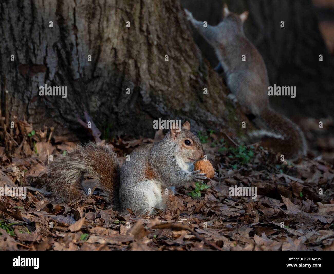 Gros plan d'un écureuil avec un écrou Banque D'Images