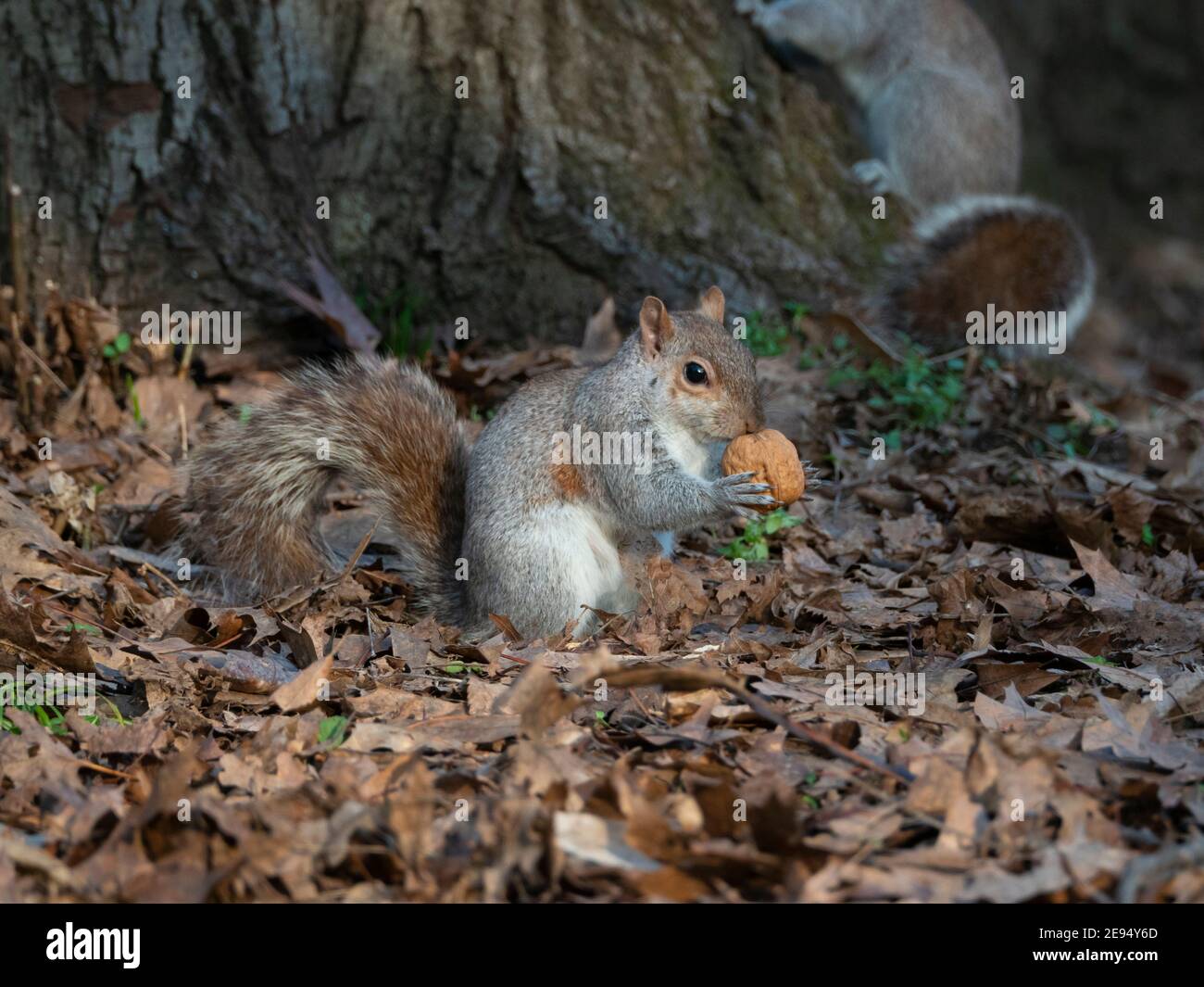 Gros plan d'un écureuil avec un écrou Banque D'Images