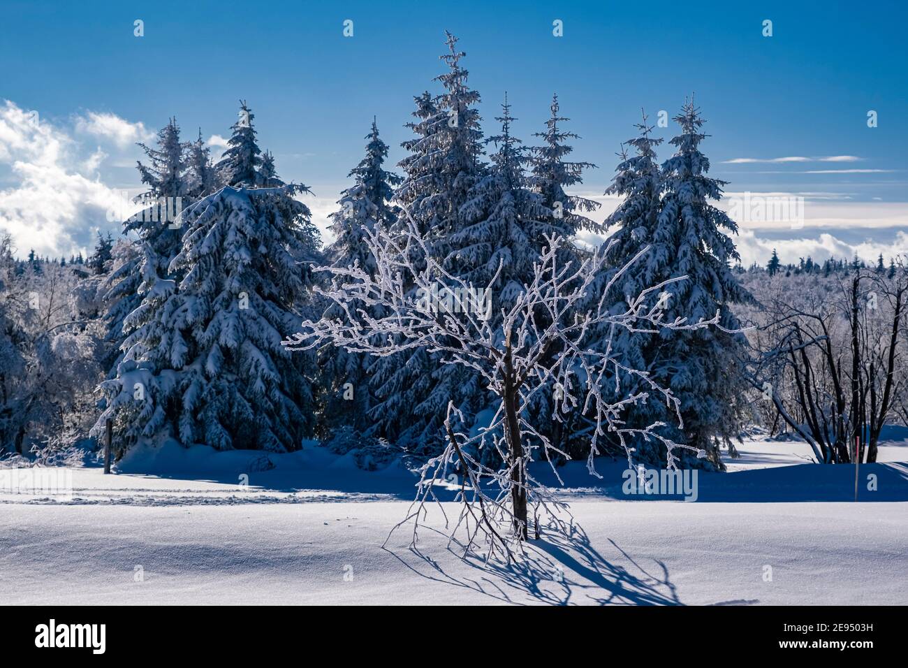 Paysage d'hiver avec arbres, givre et neige à une journée ensoleillée dans les montagnes d'Ore. Banque D'Images