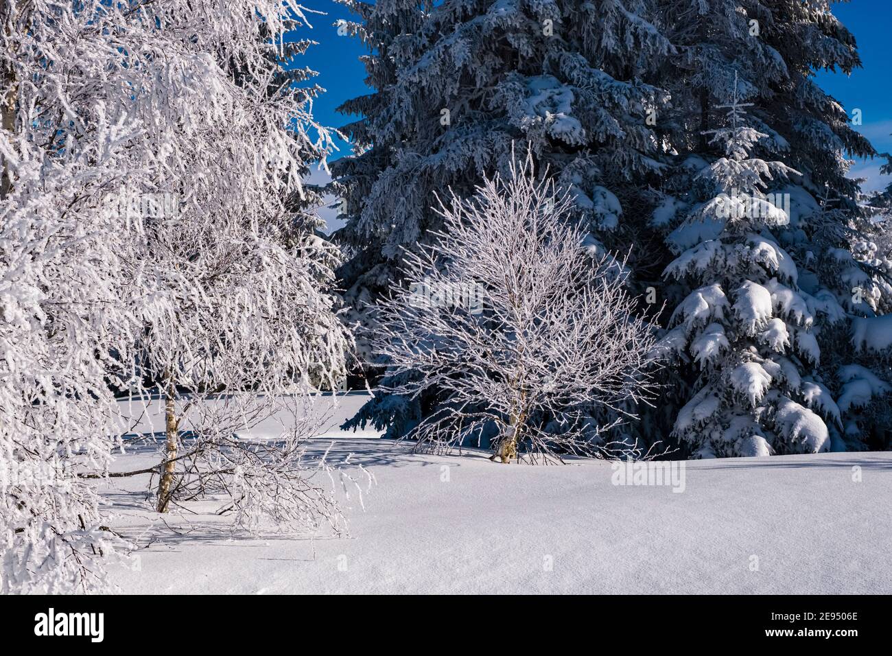 Paysage d'hiver avec arbres, givre et neige à une journée ensoleillée dans les montagnes d'Ore. Banque D'Images