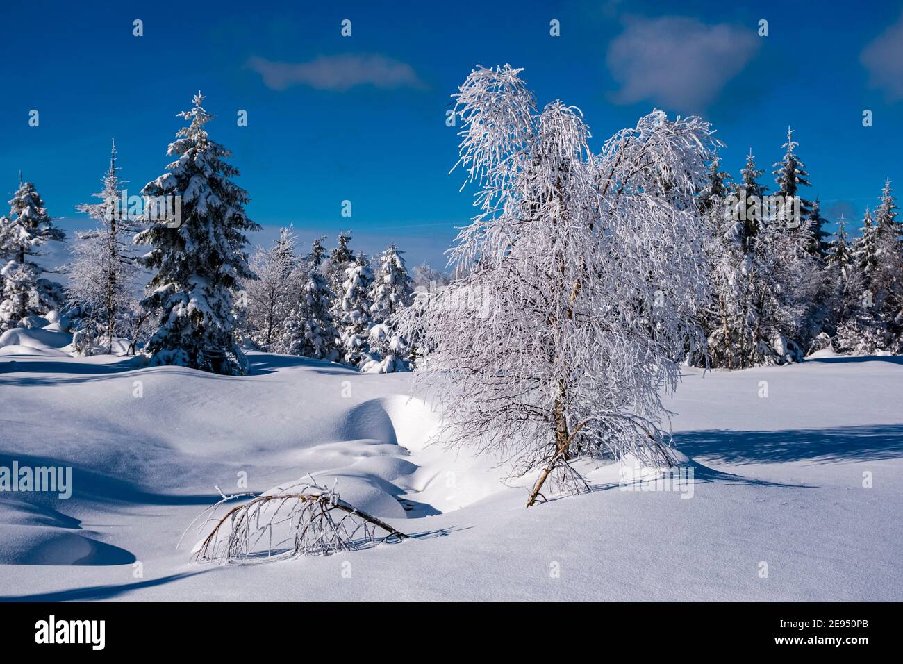 Paysage d'hiver avec arbres, givre et neige à une journée ensoleillée dans les montagnes d'Ore. Banque D'Images