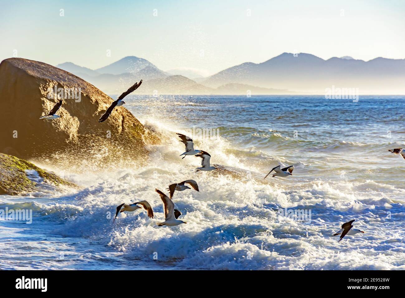 Mouette volant à l'aube au-dessus de la mer et des rochers D'Ipanema à Rio de Janeiro Banque D'Images