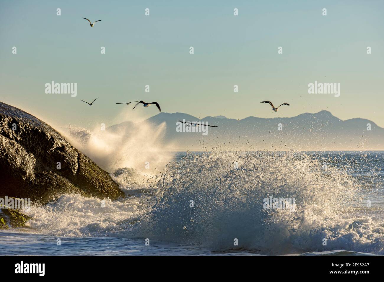 Mouette volant à l'aube au-dessus de la mer et des rochers D'Ipanema à Rio de Janeiro Banque D'Images