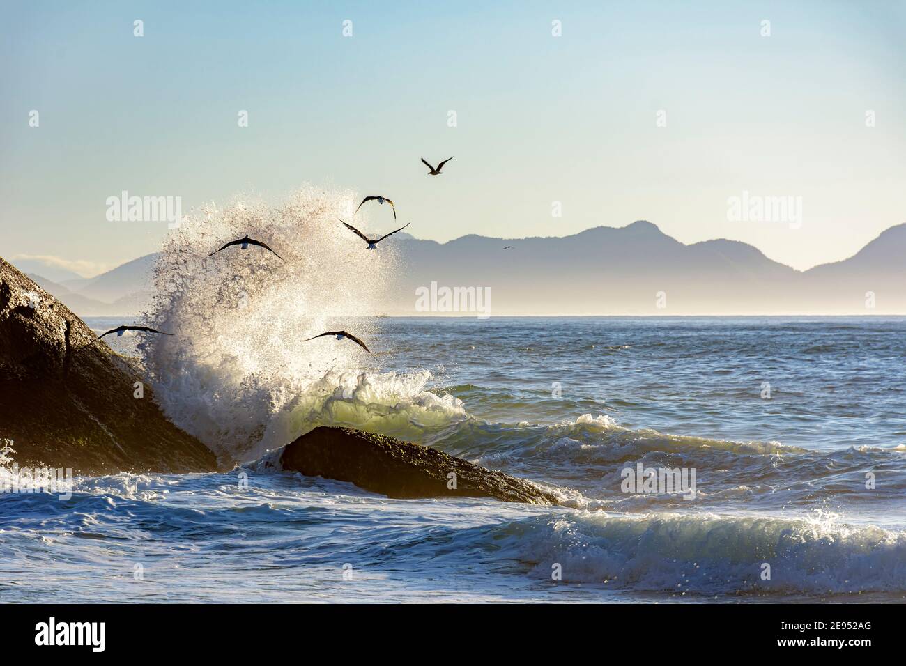 Mouette volant à l'aube au-dessus de la mer et des rochers D'Ipanema à Rio de Janeiro Banque D'Images