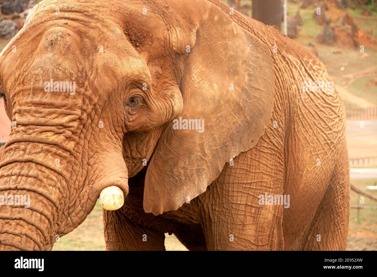 Portrait de l'éléphant Banque D'Images