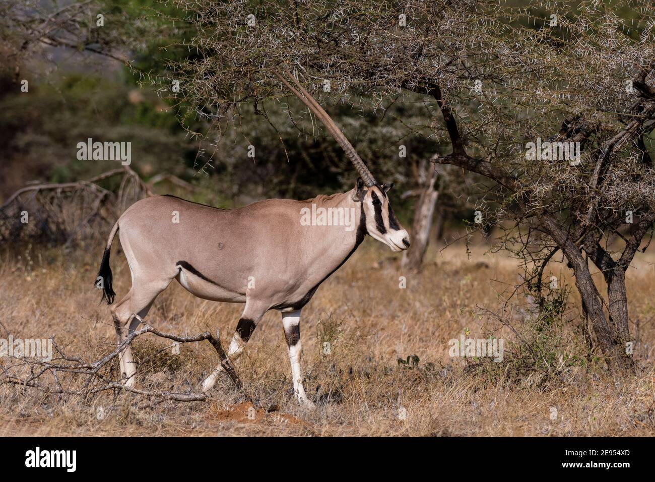 Beisa oryx (Oryx gazella beisa), Kalama Conservancy, Samburu, Kenya. Banque D'Images