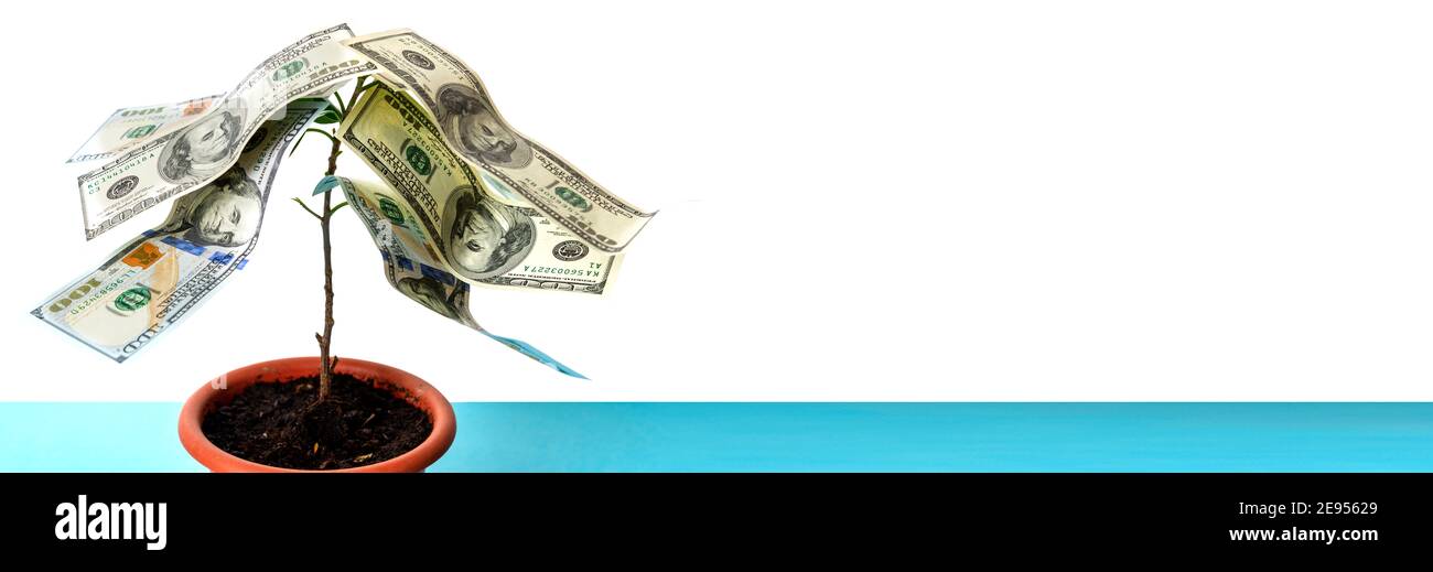 Arbre avec des feuilles sous forme de dollars américains. L'argent pousse sur un arbre. Banque D'Images