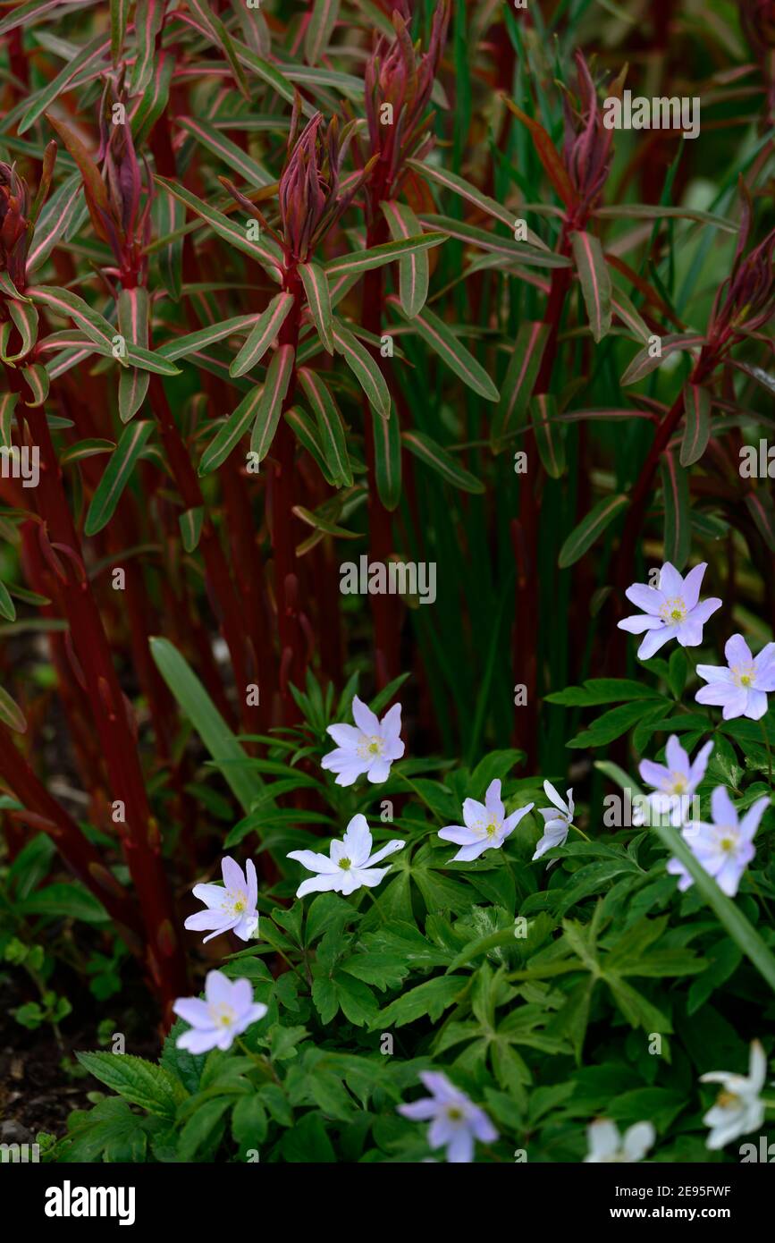 Anemone nemorosa Robinsoniana,bois anemone Robinsoniana,euphorbia griffithii dixter,programme mixte de plantation,bleu pâle fleurs, fleur bleu lavande clair Banque D'Images