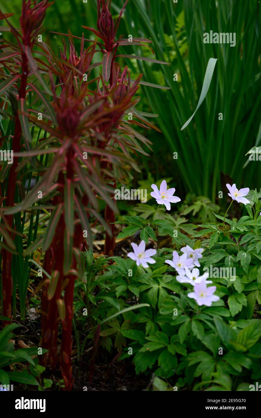 Anemone nemorosa Robinsoniana,bois anemone Robinsoniana,euphorbia griffithii dixter,programme mixte de plantation,bleu pâle fleurs, fleur bleu lavande clair Banque D'Images