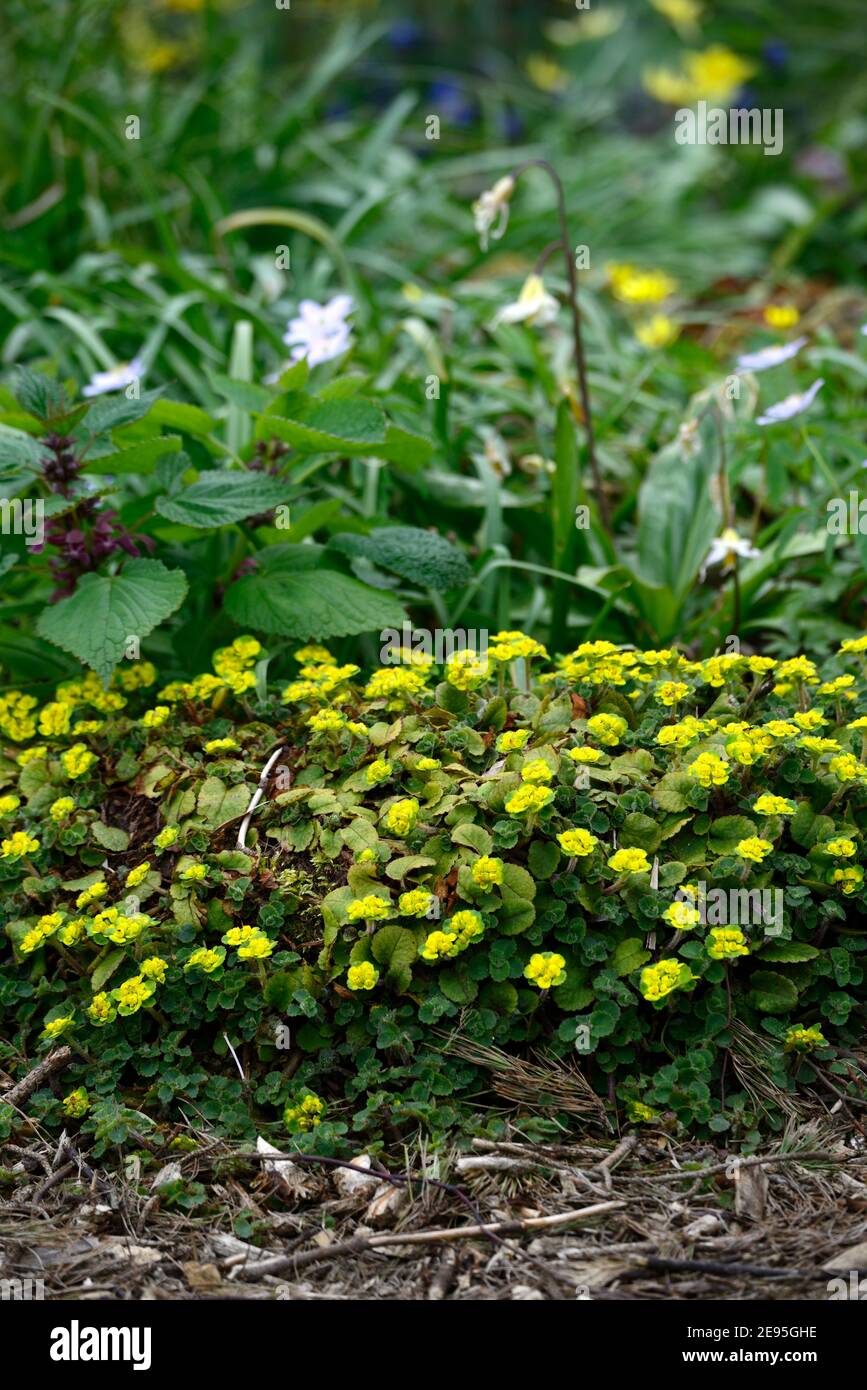 Chrysosplenium oppositifolium,Anemone nemorosa Robinsoniana,anemone de bois Robinsoniana, fleurs jaune et bleu pâle,fleurs bleu-lavande clair,printemps Banque D'Images