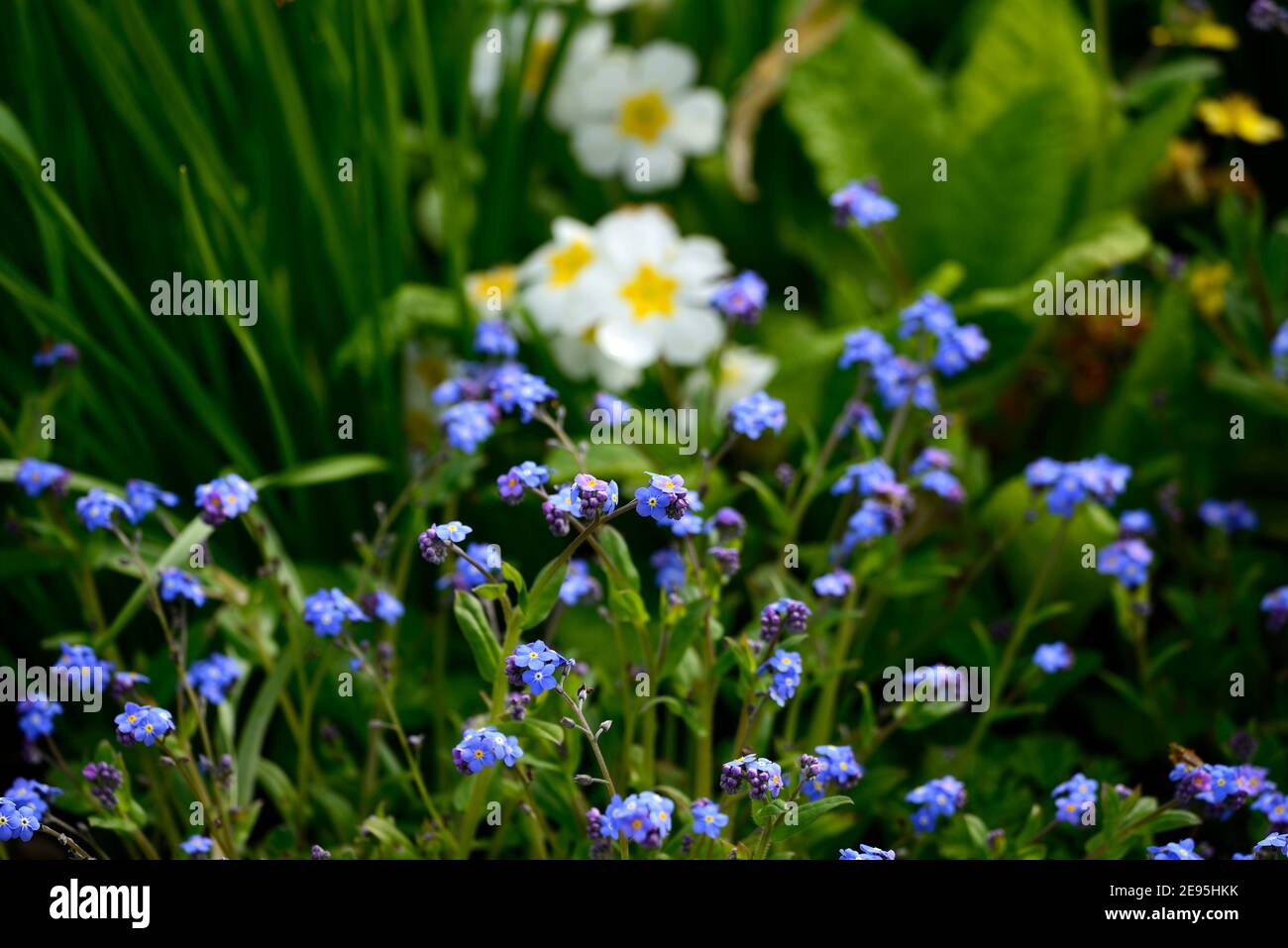 Myosotis sylvatica,primula vulgaris,Forget me nots,Forget me not,primrose,fleurs bleues et blanches,jardin de printemps,jardins,mélange,plantation mixte,combinaison, Banque D'Images