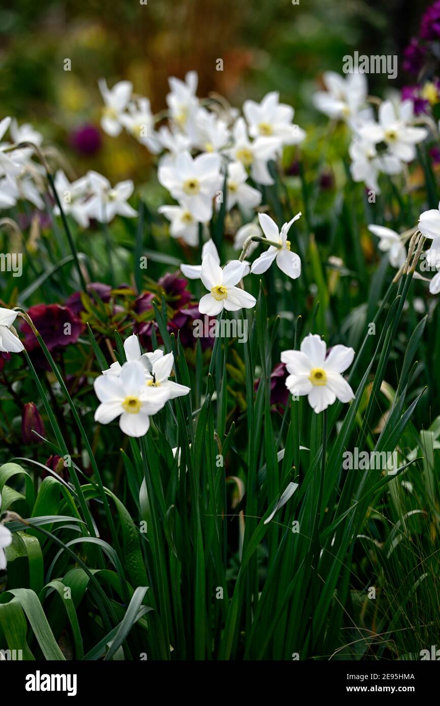 Narcisse Polar Ice,hellebore,hellébores,fleurs blanches violettes,combinaison florale,plantation mixte,printemps,RM floral Banque D'Images