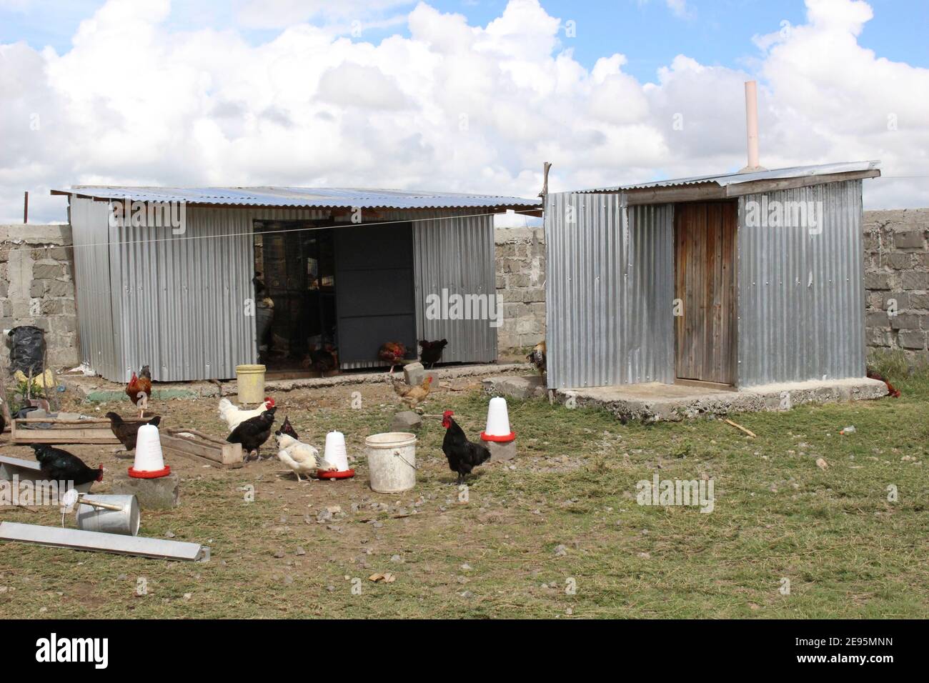 Course de poulet et coup de poulet Banque D'Images