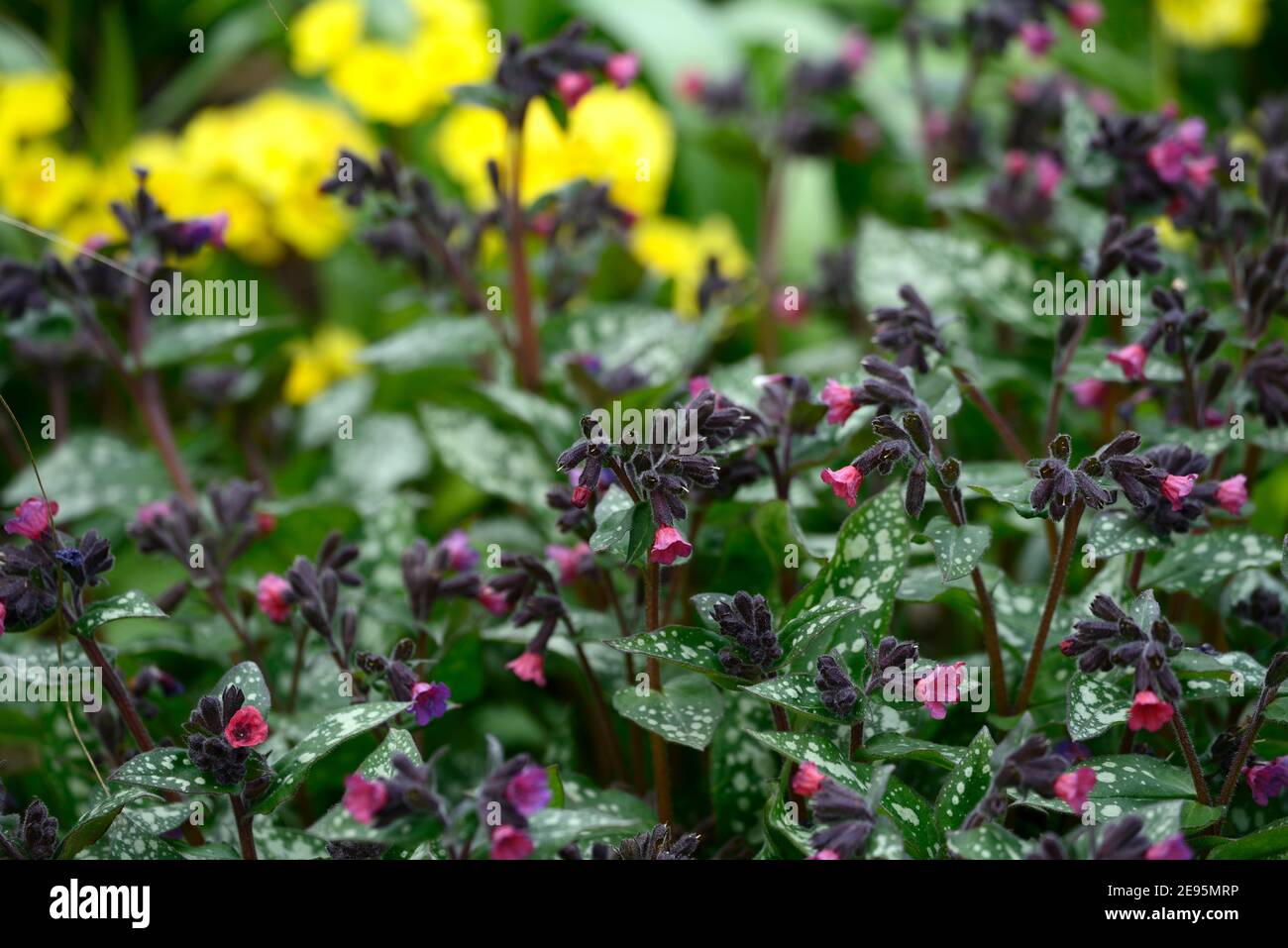 Pulmonaria angustifolia Beth's Rose,corail fleurs roses,Floraison,lungwort, plantes vivaces,fleurs,fleurs,printemps dans le jardin,jardin de printemps,primem Banque D'Images