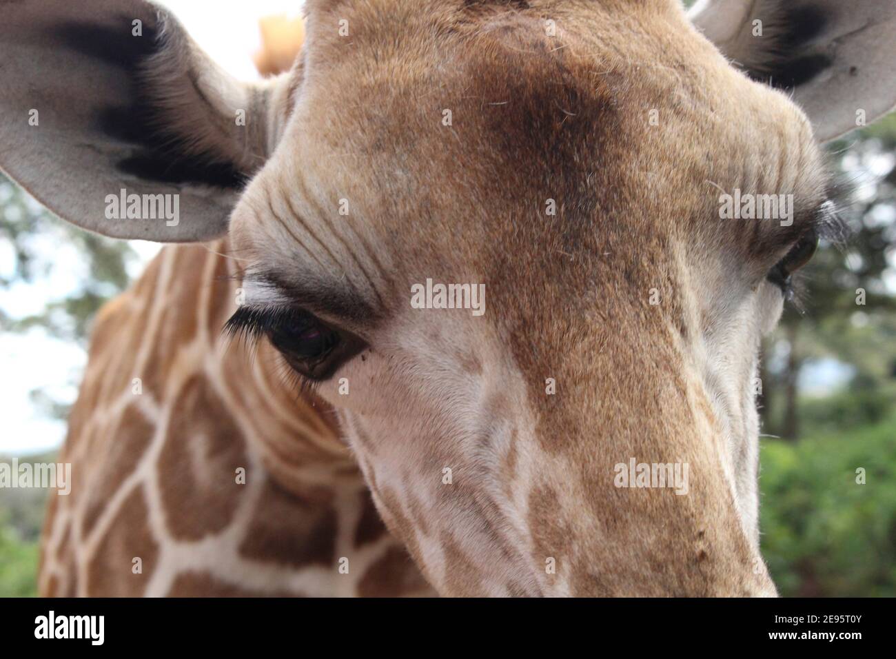 Gros plan sur le visage de Giraffe Banque D'Images