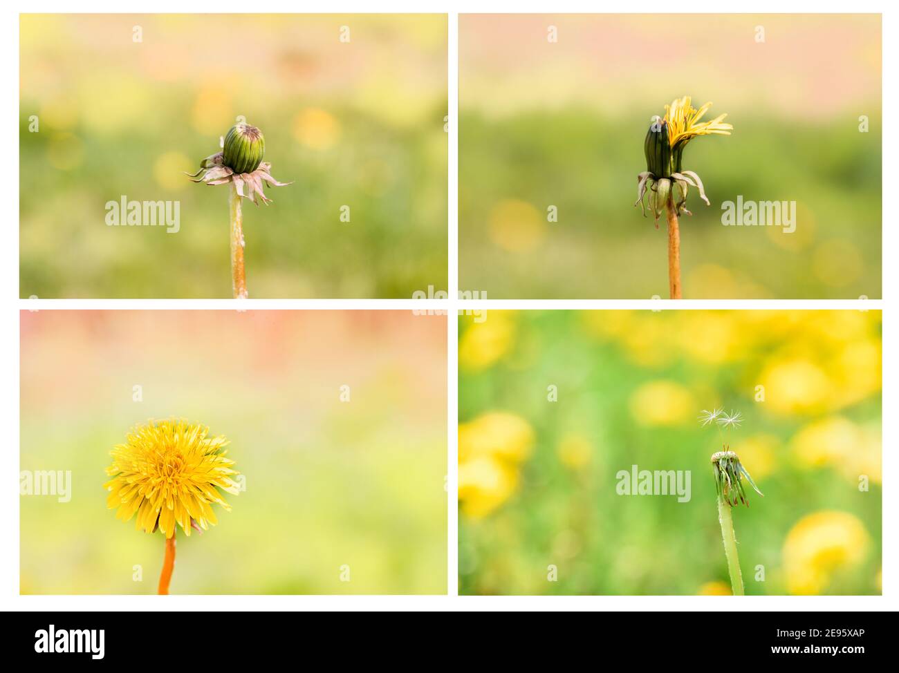 Collection pissenlits gros plan dans le jardin, balle de graines blanches. Flou d'arrière-plan avec bokeh. Un bourgeon, une fleur, des graines. Cycle de vie. Étapes de la vie, saisons Banque D'Images